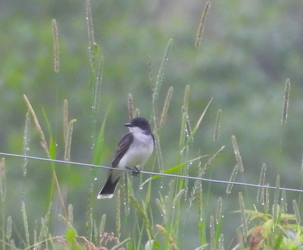 Eastern Kingbird - meade cadot