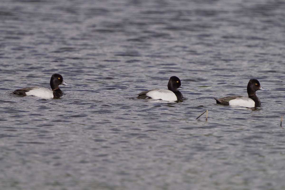 Lesser Scaup - ML620746070