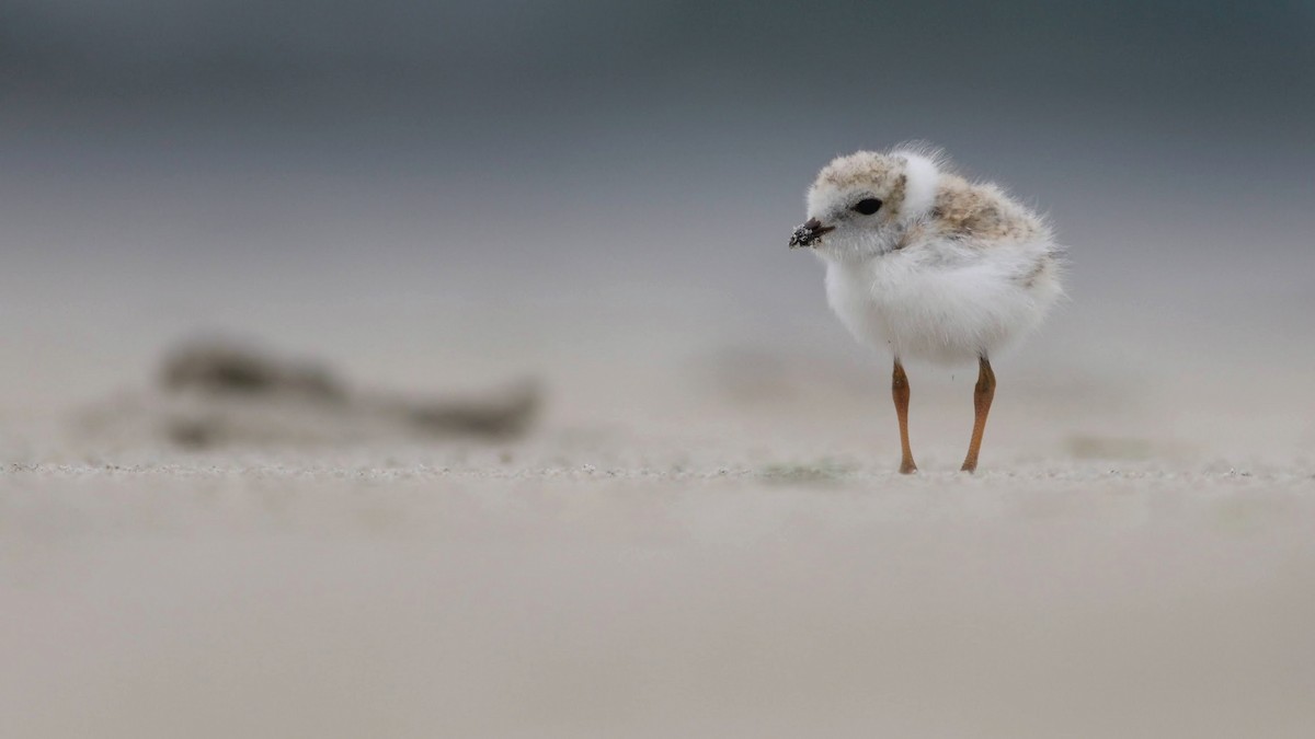 Piping Plover - ML620746074