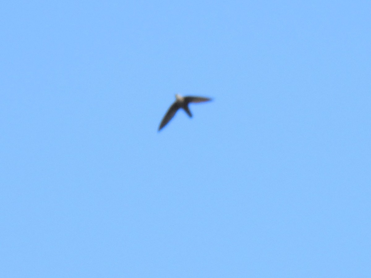 Chimney Swift - ML620746079