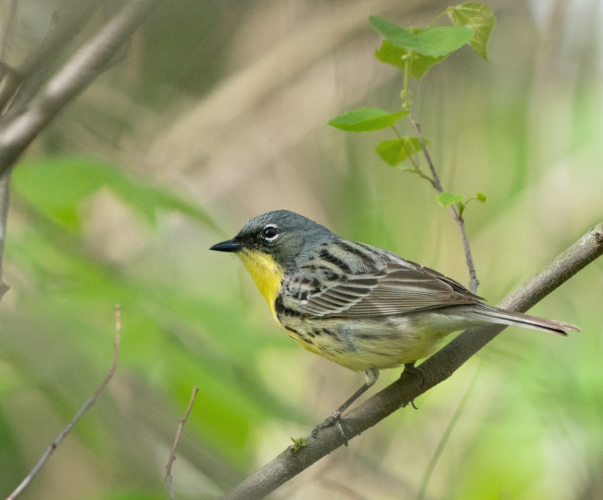 Kirtland's Warbler - ML620746080