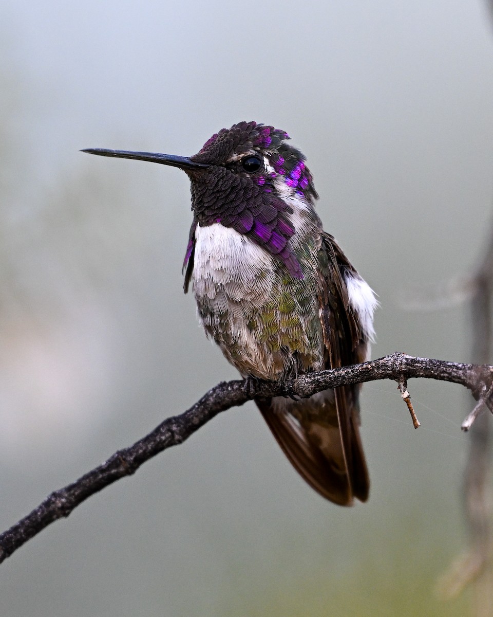 Costa's Hummingbird - ML620746082