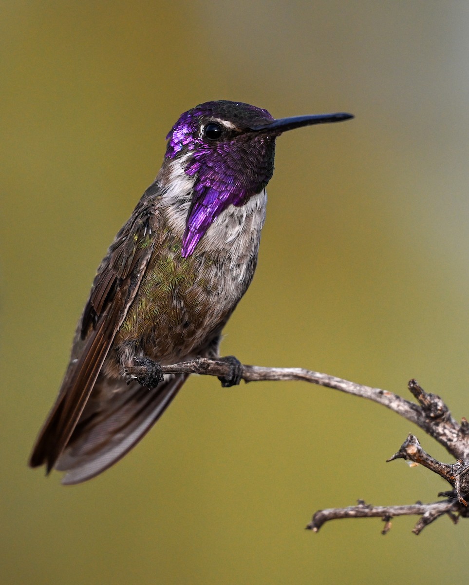 Costa's Hummingbird - ML620746083