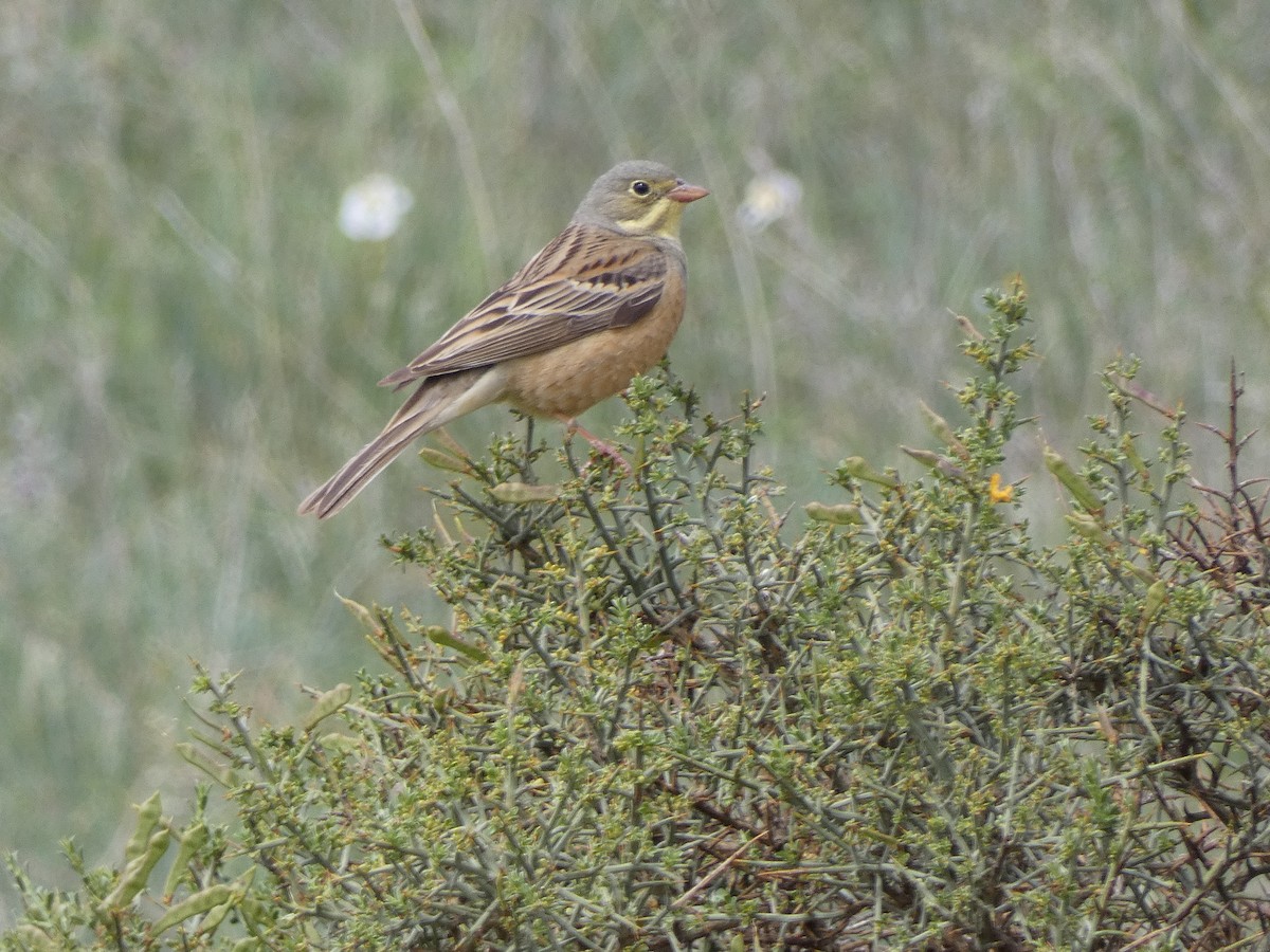 Ortolan Bunting - Carlos Mompó