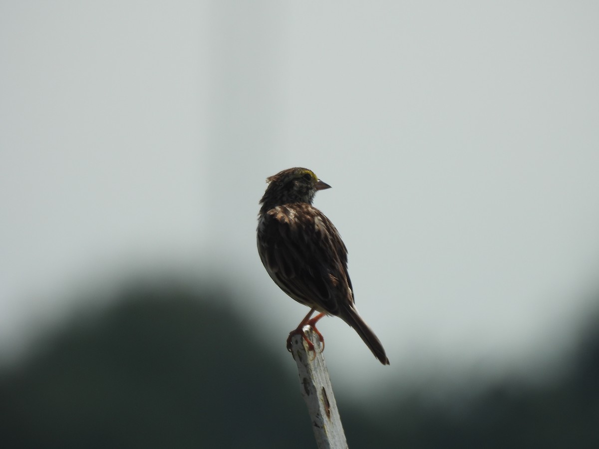 Savannah Sparrow - ML620746086