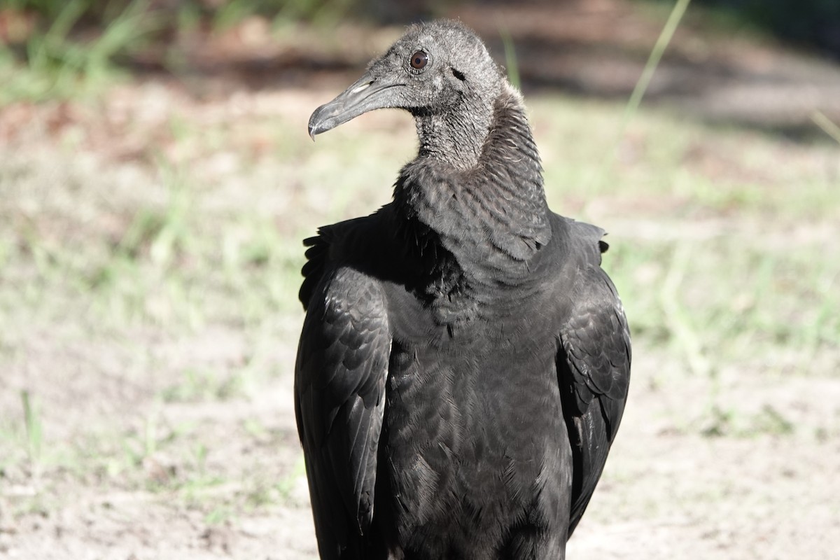 Black Vulture - Mike Blancher