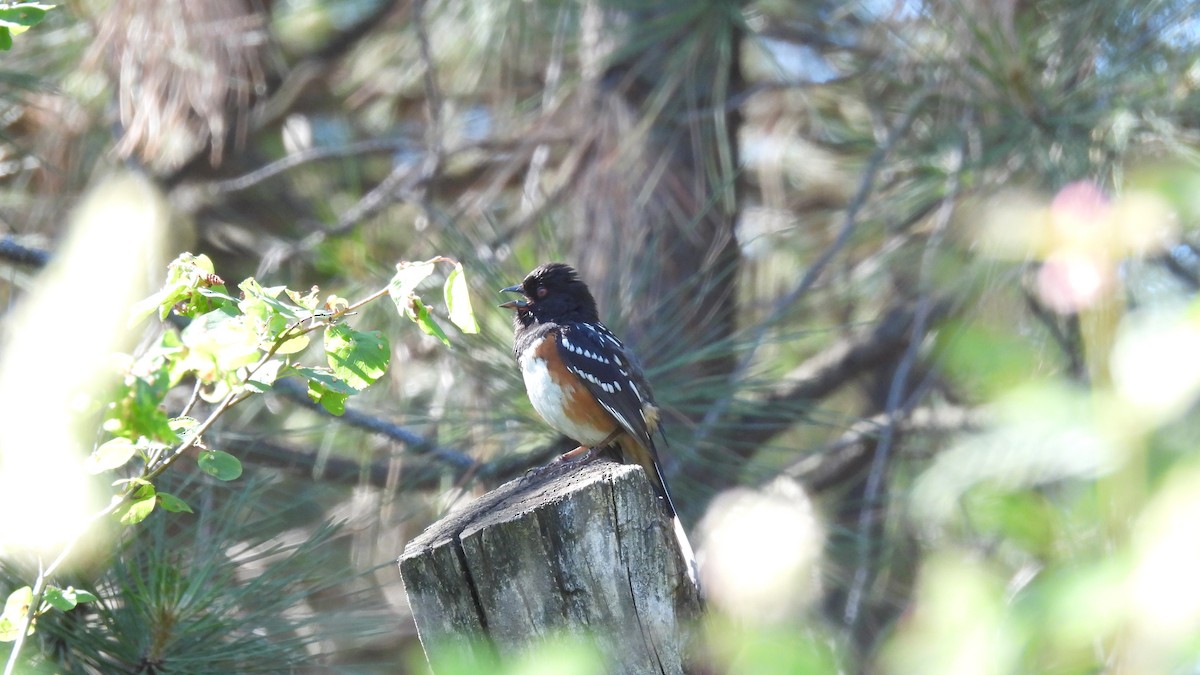 Spotted Towhee - ML620746110