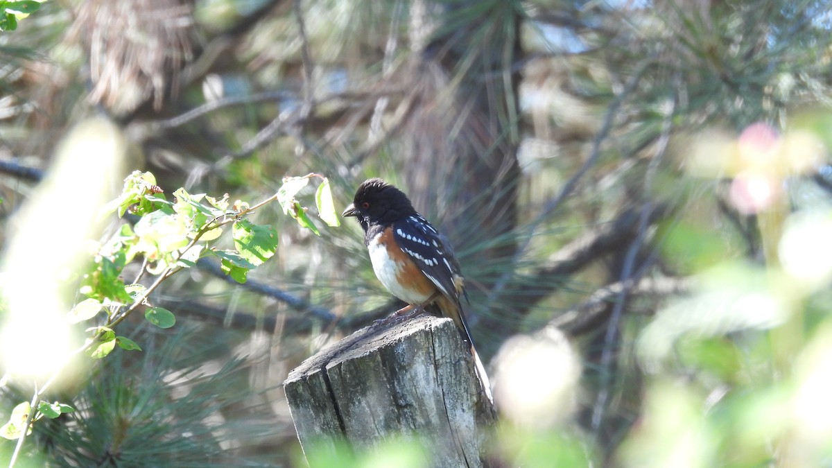 Spotted Towhee - ML620746111