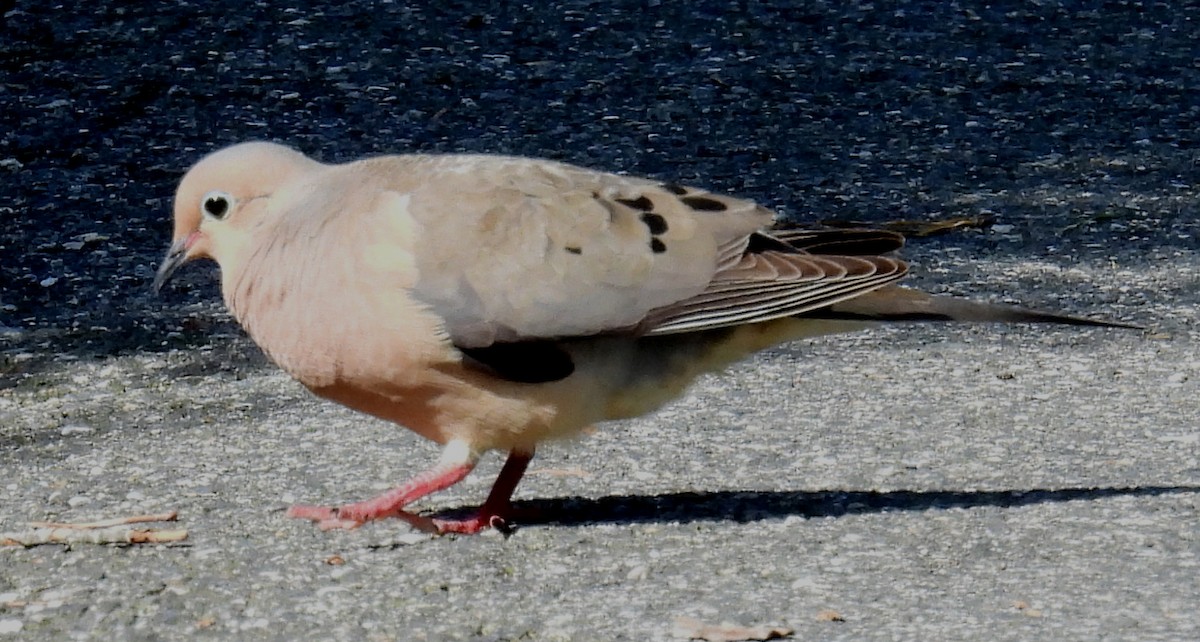 Mourning Dove - ML620746113