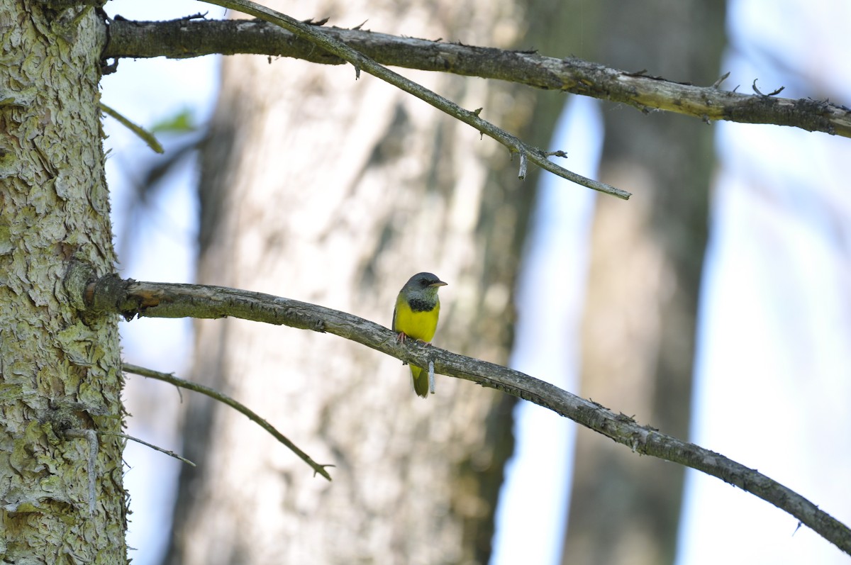 Mourning Warbler - ML620746114