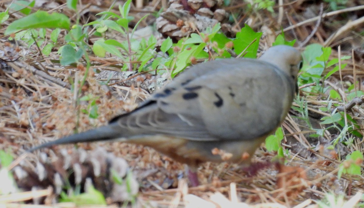 Mourning Dove - ML620746115