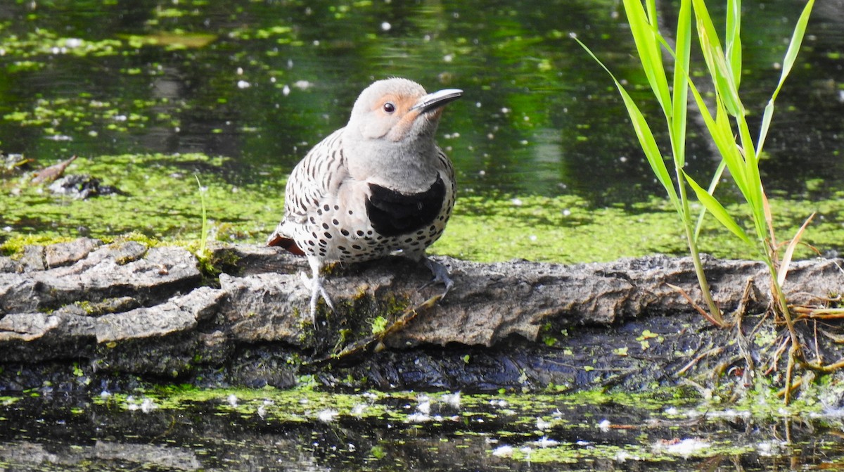 Carpintero Escapulario - ML620746117