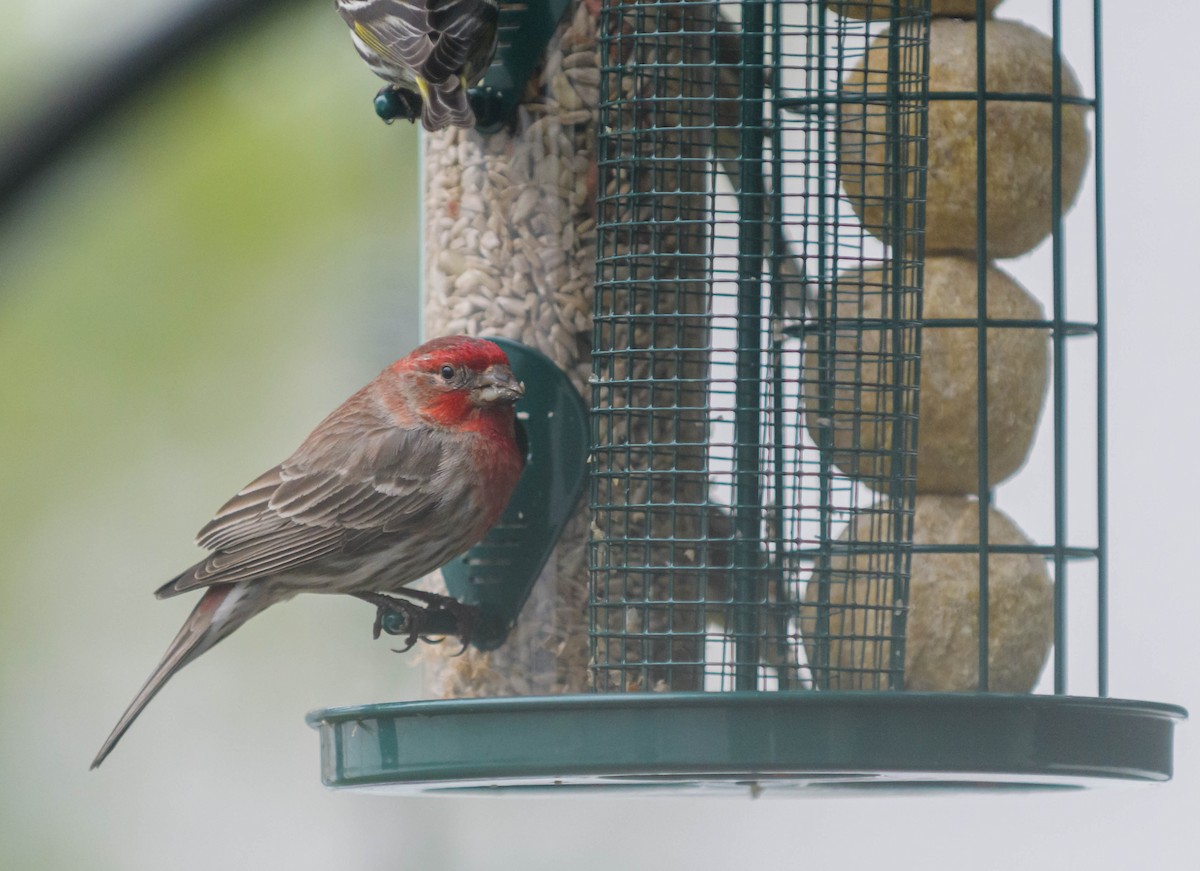 House Finch - ML620746121