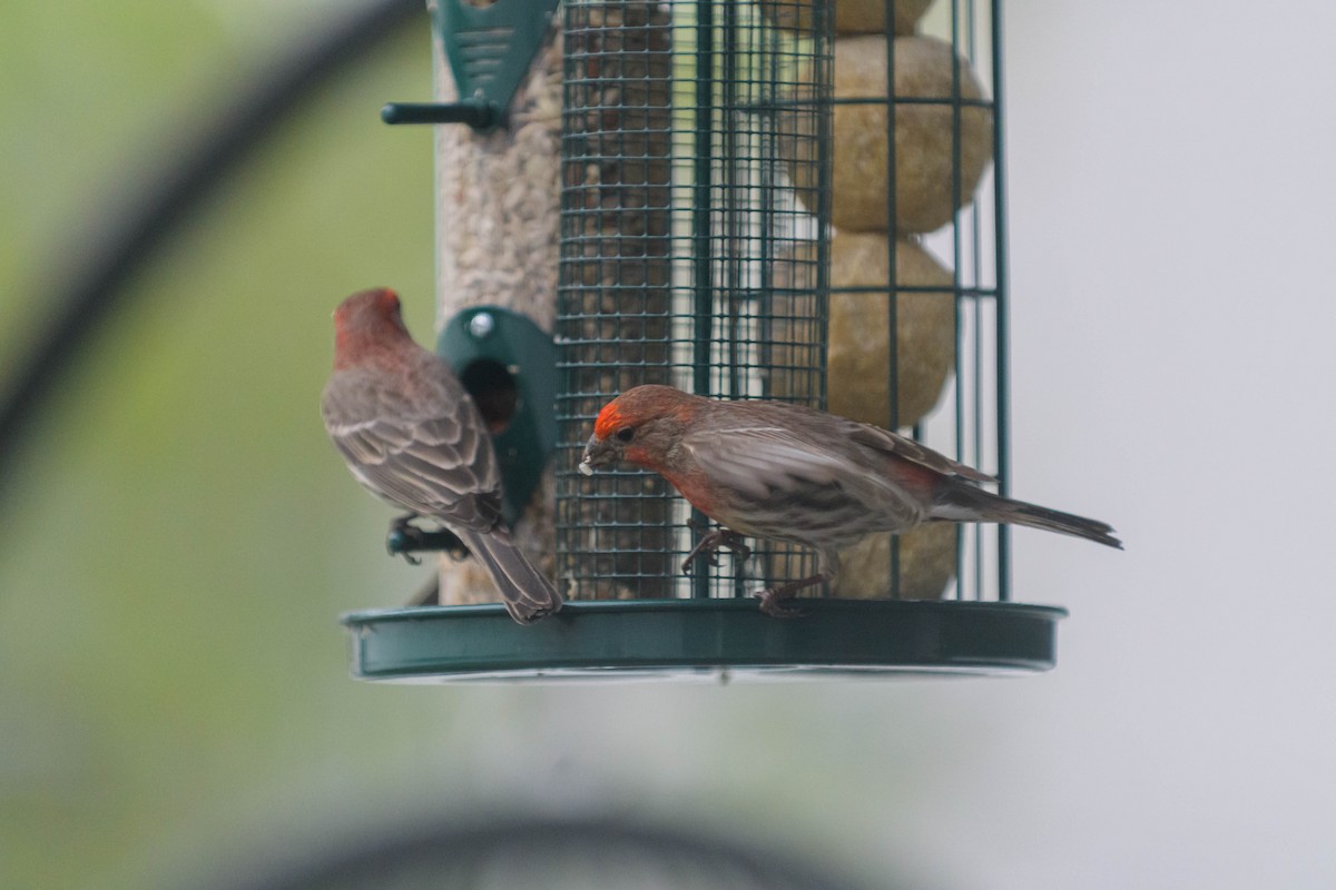 House Finch - ML620746122