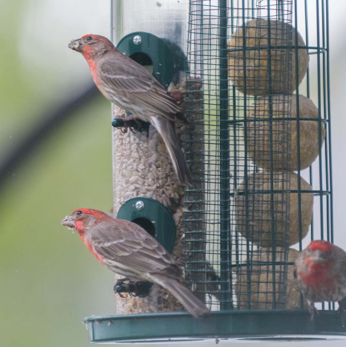 House Finch - ML620746123