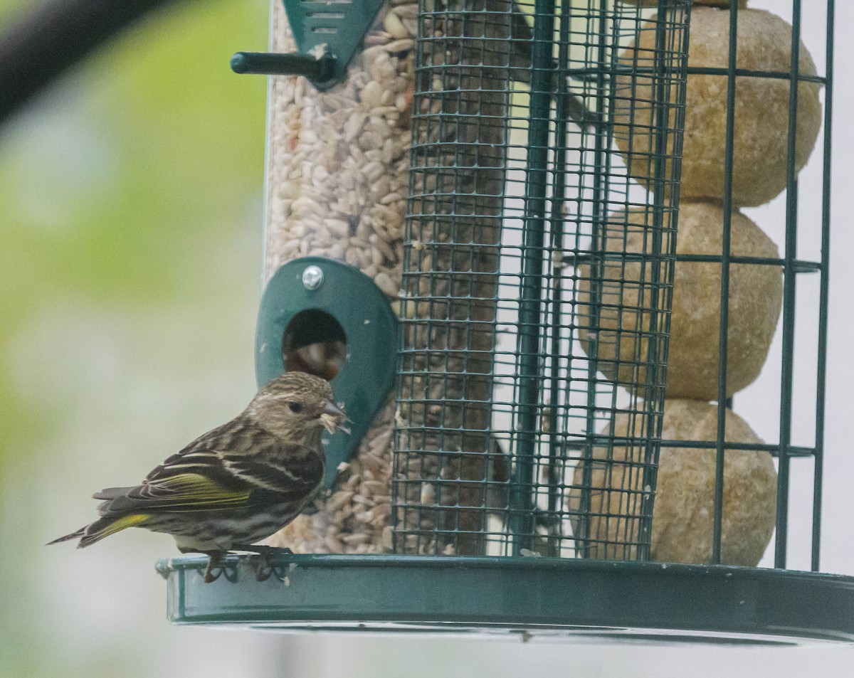 Pine Siskin - ML620746124