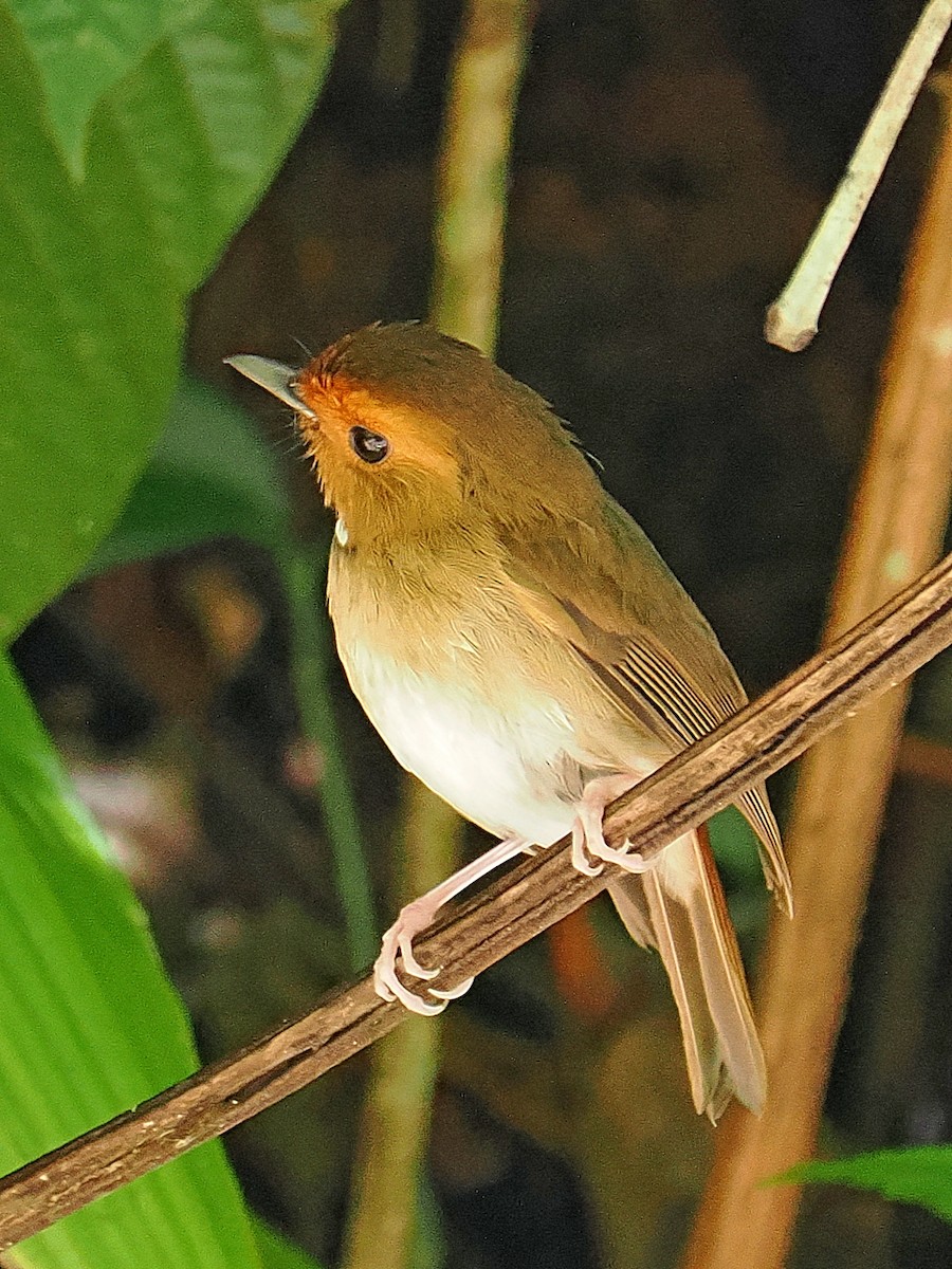 Rufous-browed Flycatcher - ML620746126