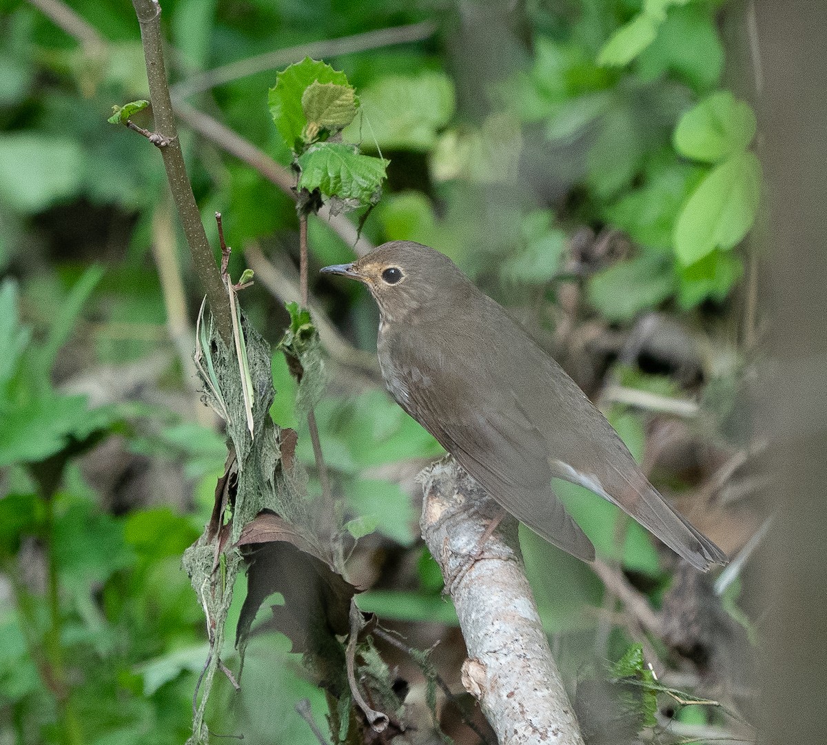 Swainson's Thrush - ML620746132