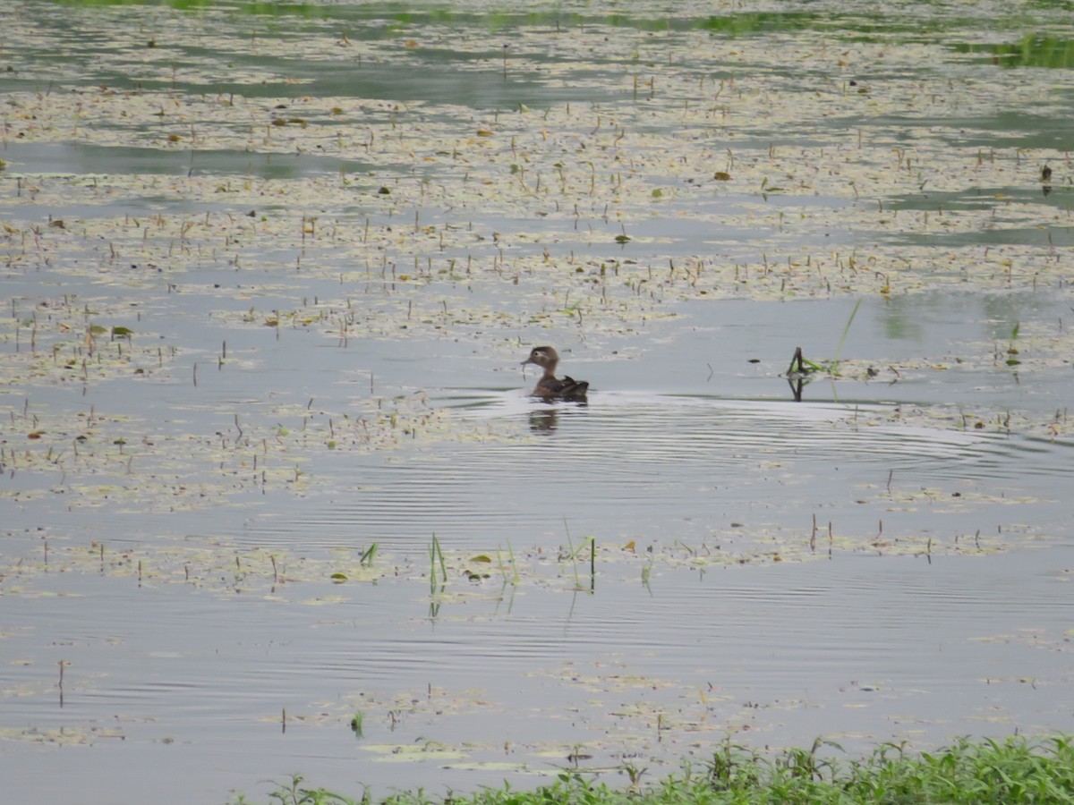 Wood Duck - ML620746138