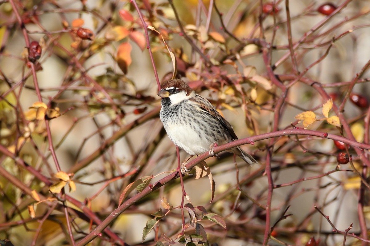 Spanish Sparrow - ML620746142