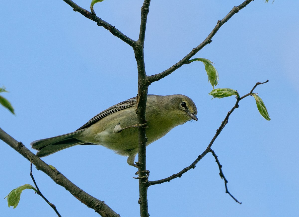 Yellow-throated Vireo - ML620746144