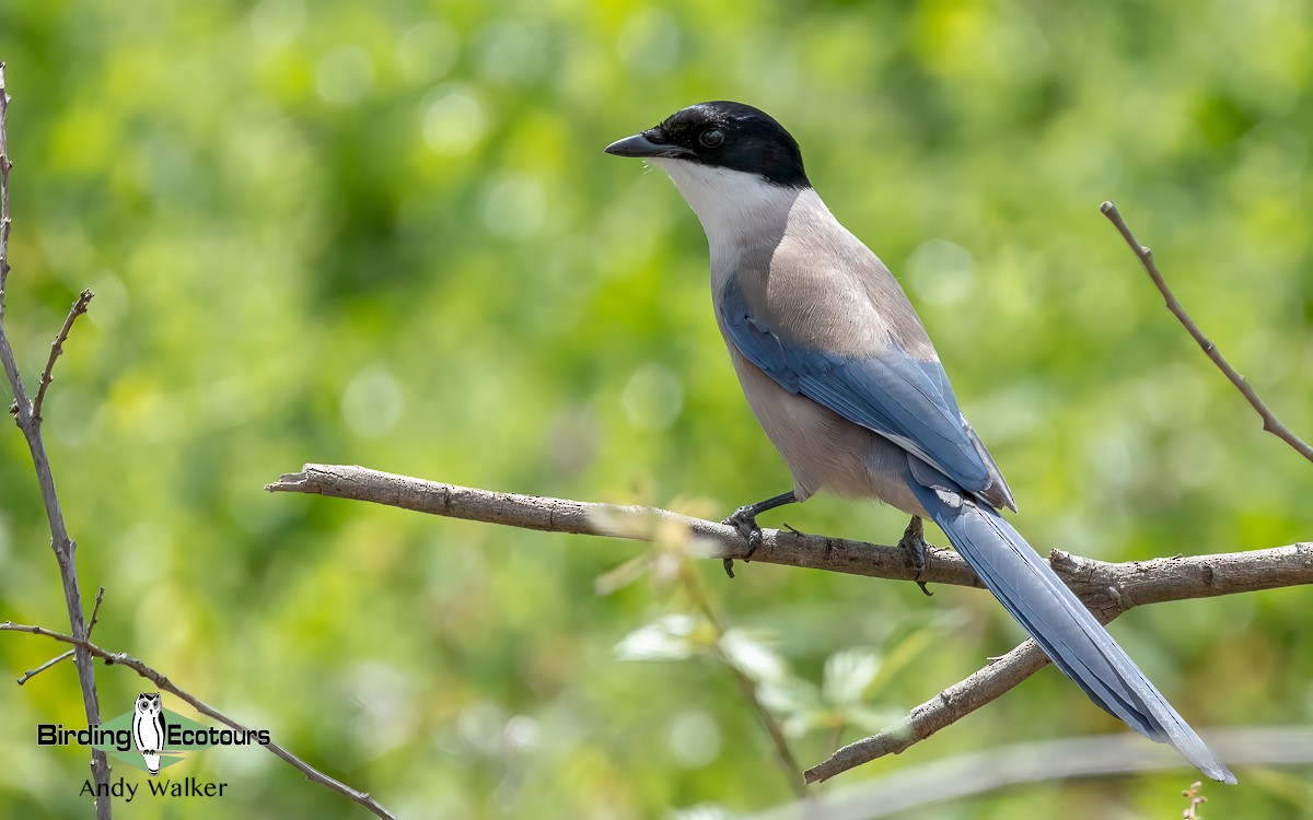 Iberian Magpie - Andy Walker - Birding Ecotours