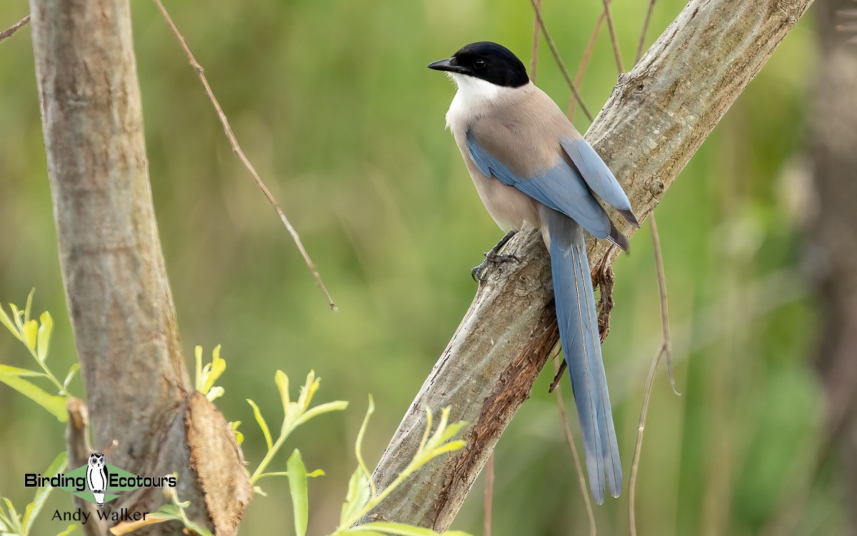 Iberian Magpie - ML620746151