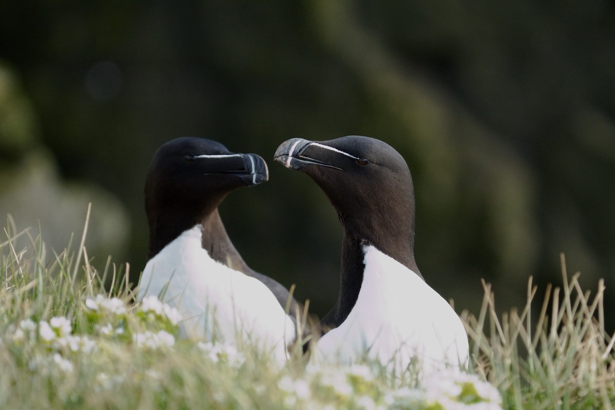 Razorbill - ML620746160