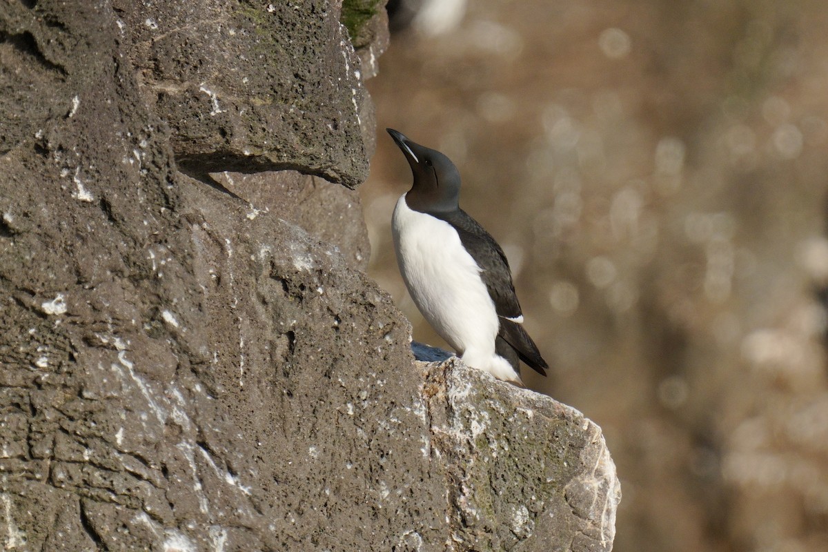Thick-billed Murre - ML620746162