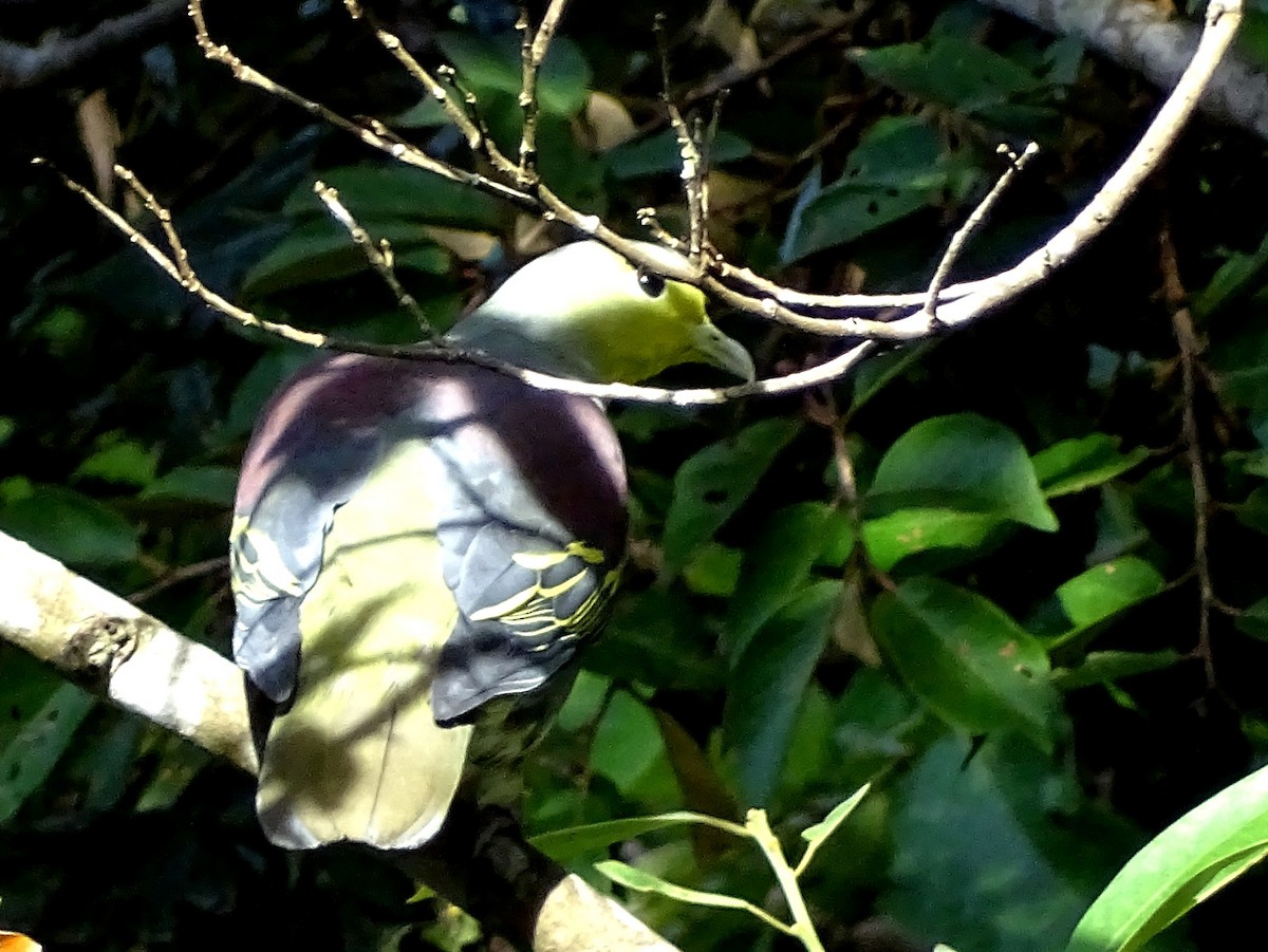 Sri Lanka Green-Pigeon - Sri Srikumar