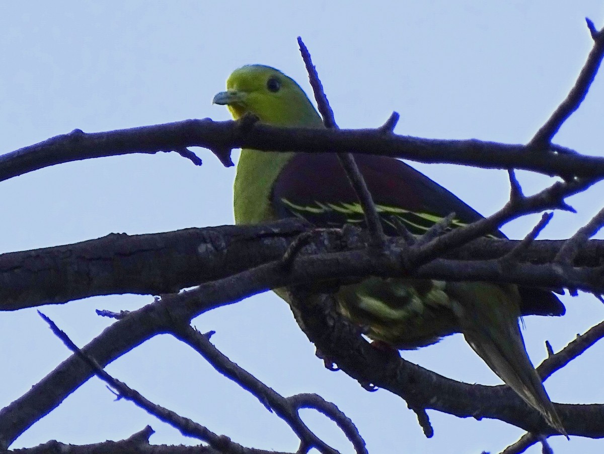 Sri Lanka Green-Pigeon - ML620746164