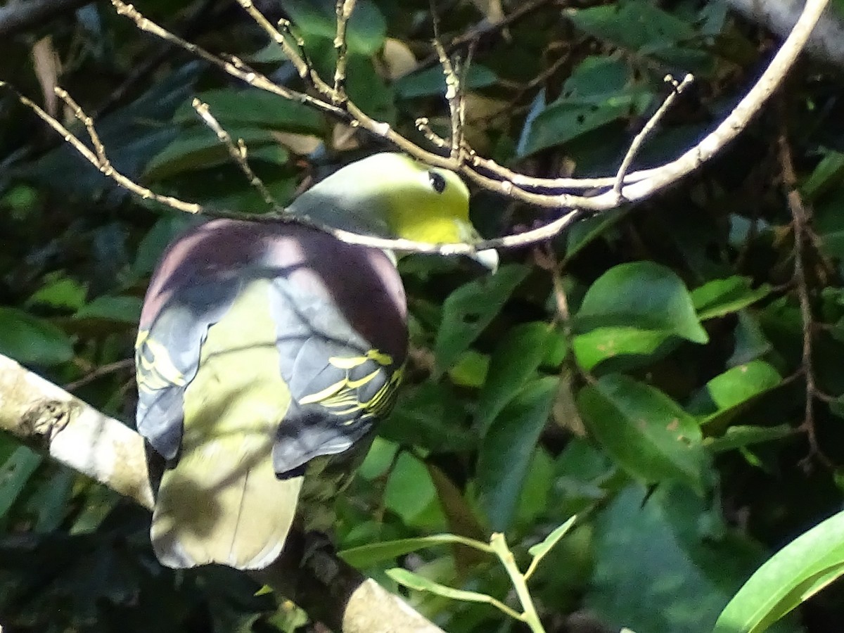 Sri Lanka Green-Pigeon - ML620746165