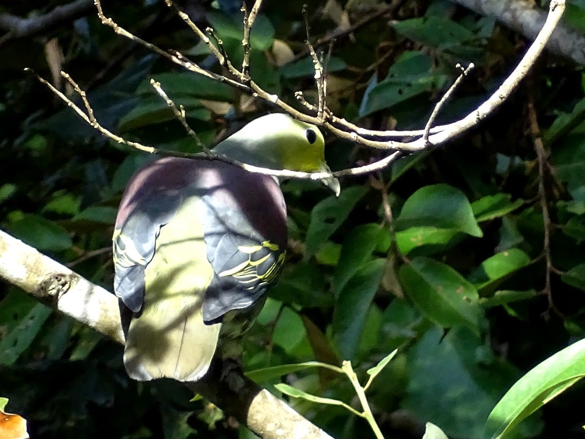 Sri Lanka Green-Pigeon - ML620746166