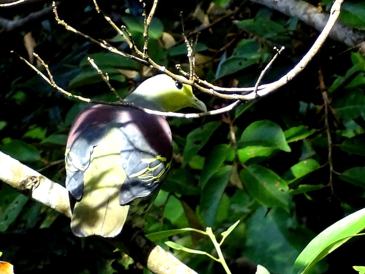 Sri Lanka Green-Pigeon - ML620746167