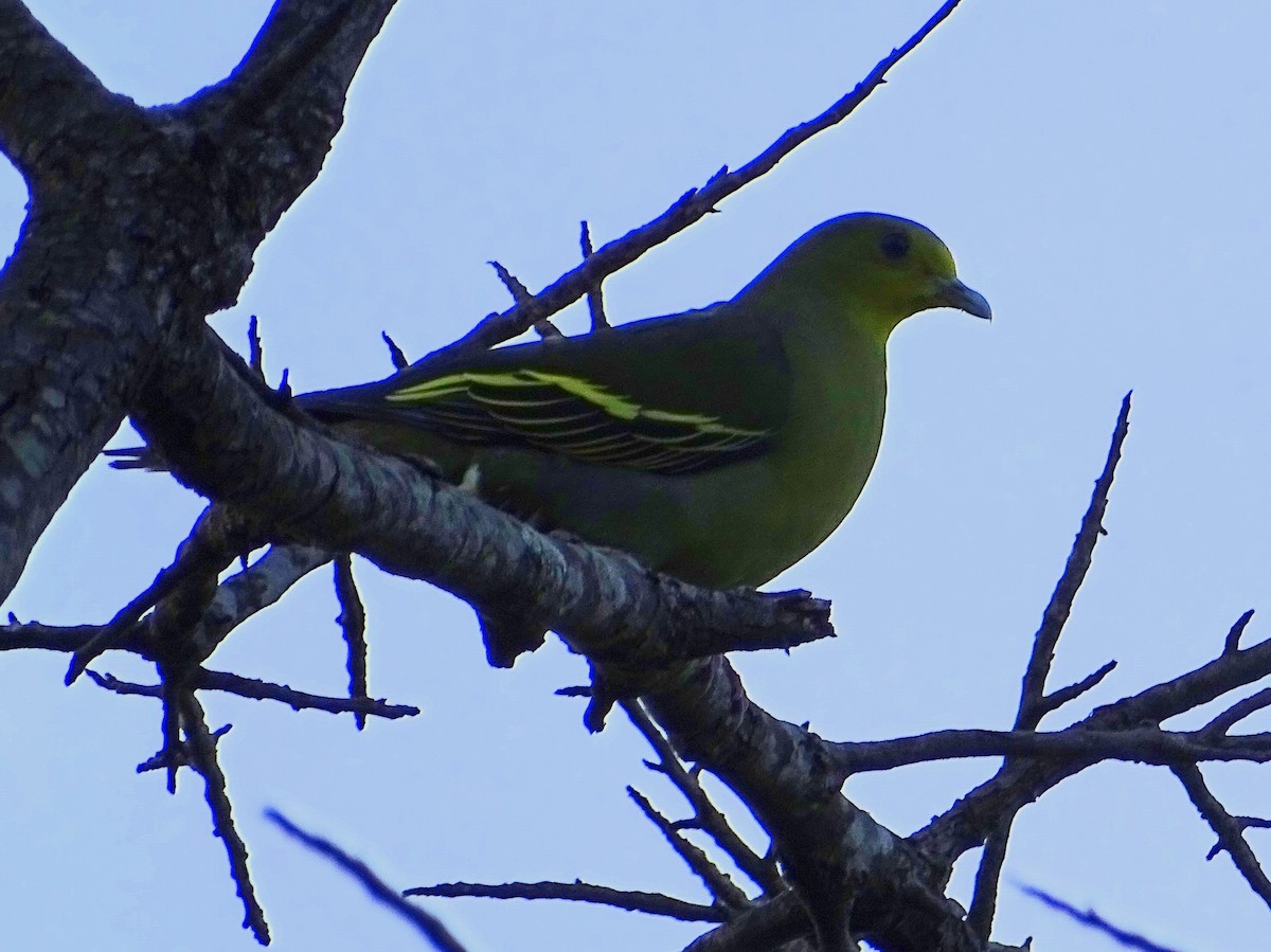 Sri Lanka Green-Pigeon - ML620746168