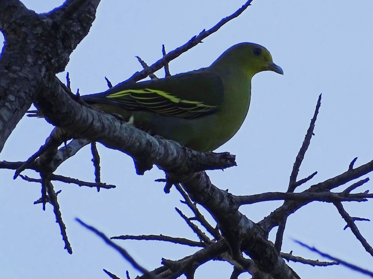 Sri Lanka Green-Pigeon - ML620746169