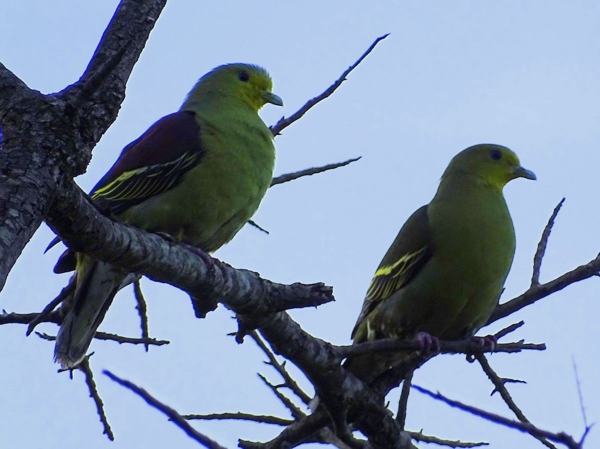 Sri Lanka Green-Pigeon - ML620746172