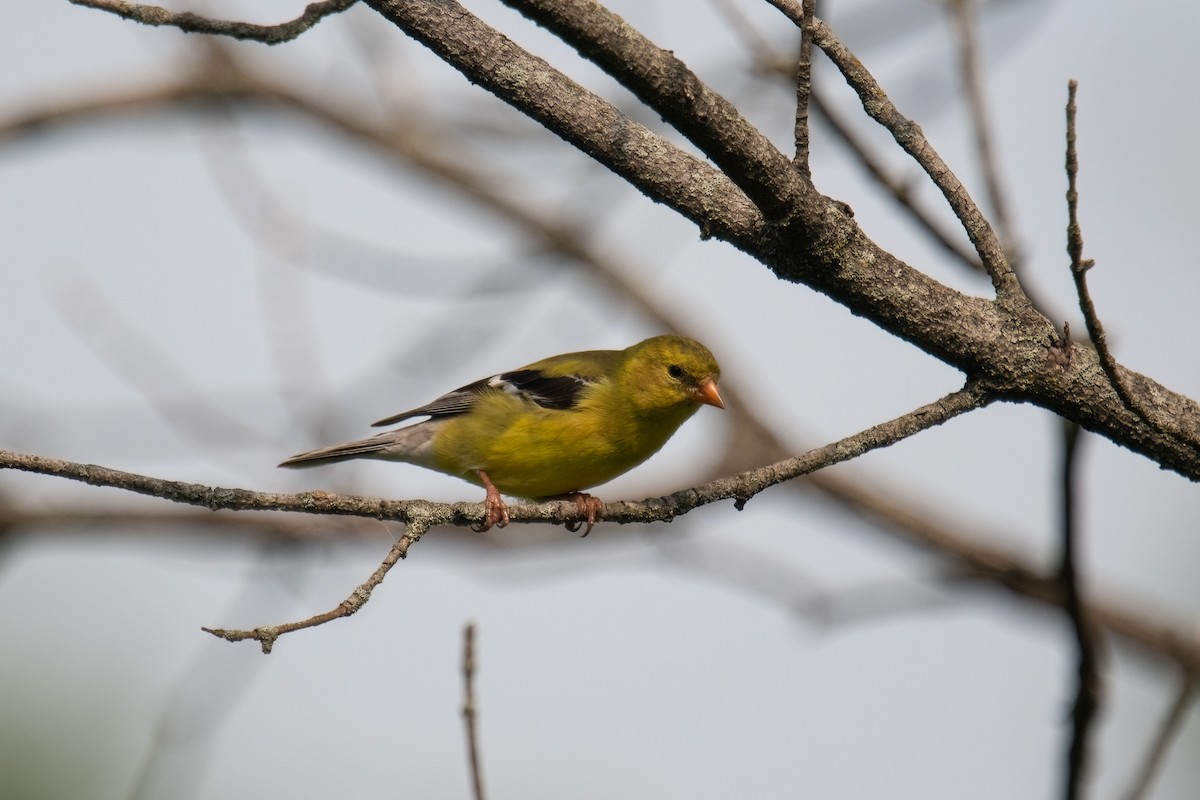 American Goldfinch - ML620746174