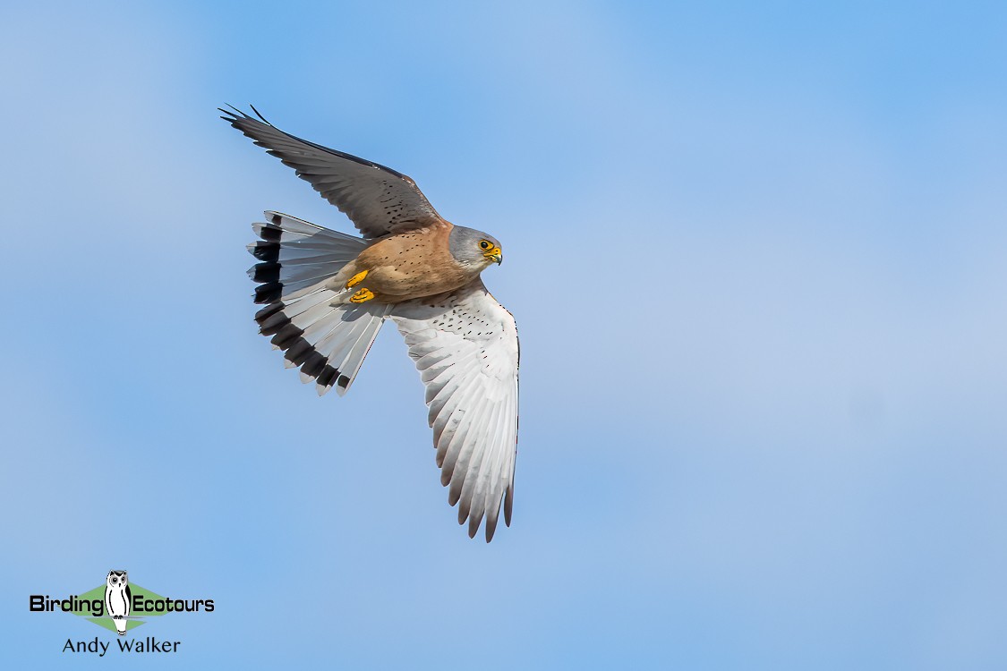 Lesser Kestrel - ML620746180