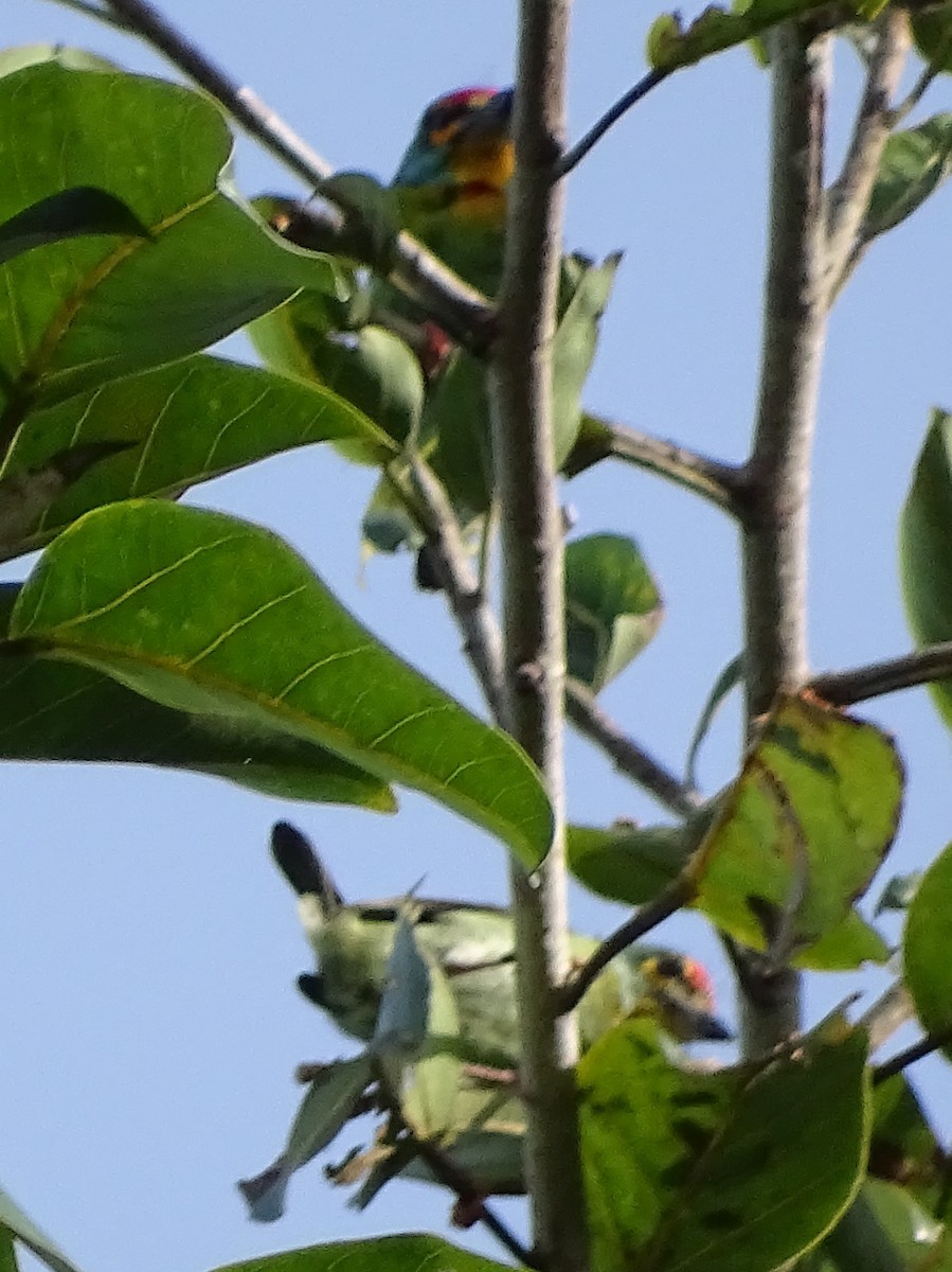 Crimson-fronted Barbet - ML620746183