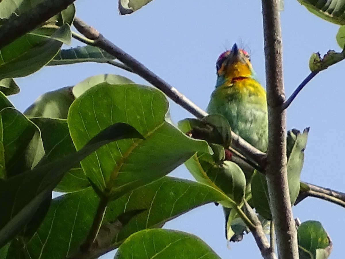 Crimson-fronted Barbet - Sri Srikumar