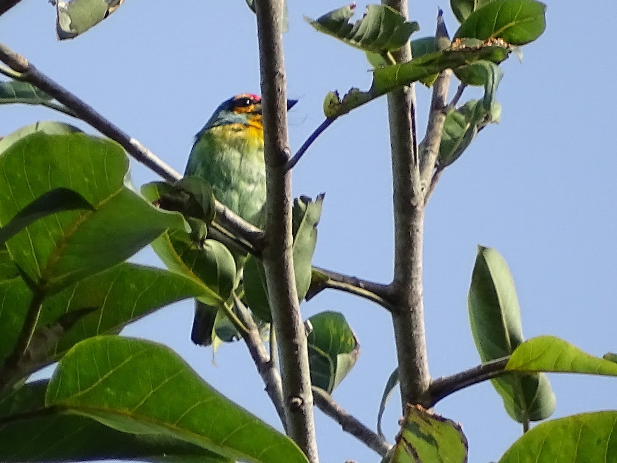 Crimson-fronted Barbet - ML620746185