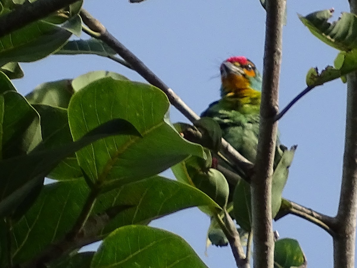 Crimson-fronted Barbet - ML620746186