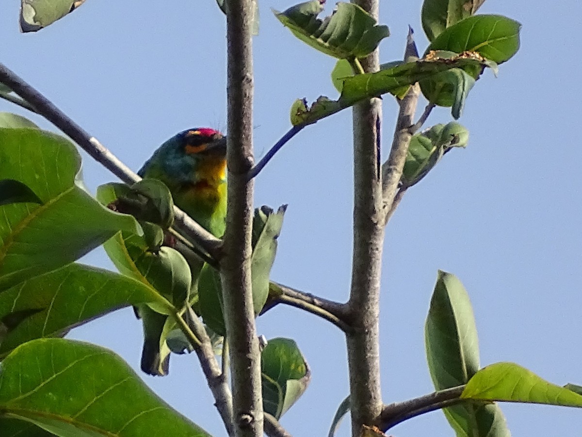 Crimson-fronted Barbet - ML620746187