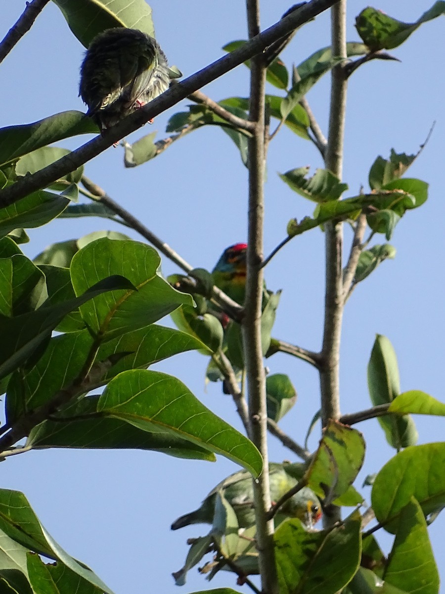 Crimson-fronted Barbet - Sri Srikumar