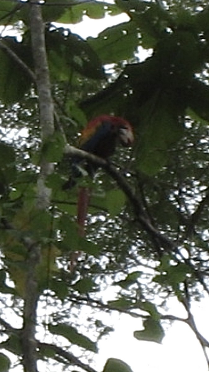 Scarlet Macaw - ML620746191