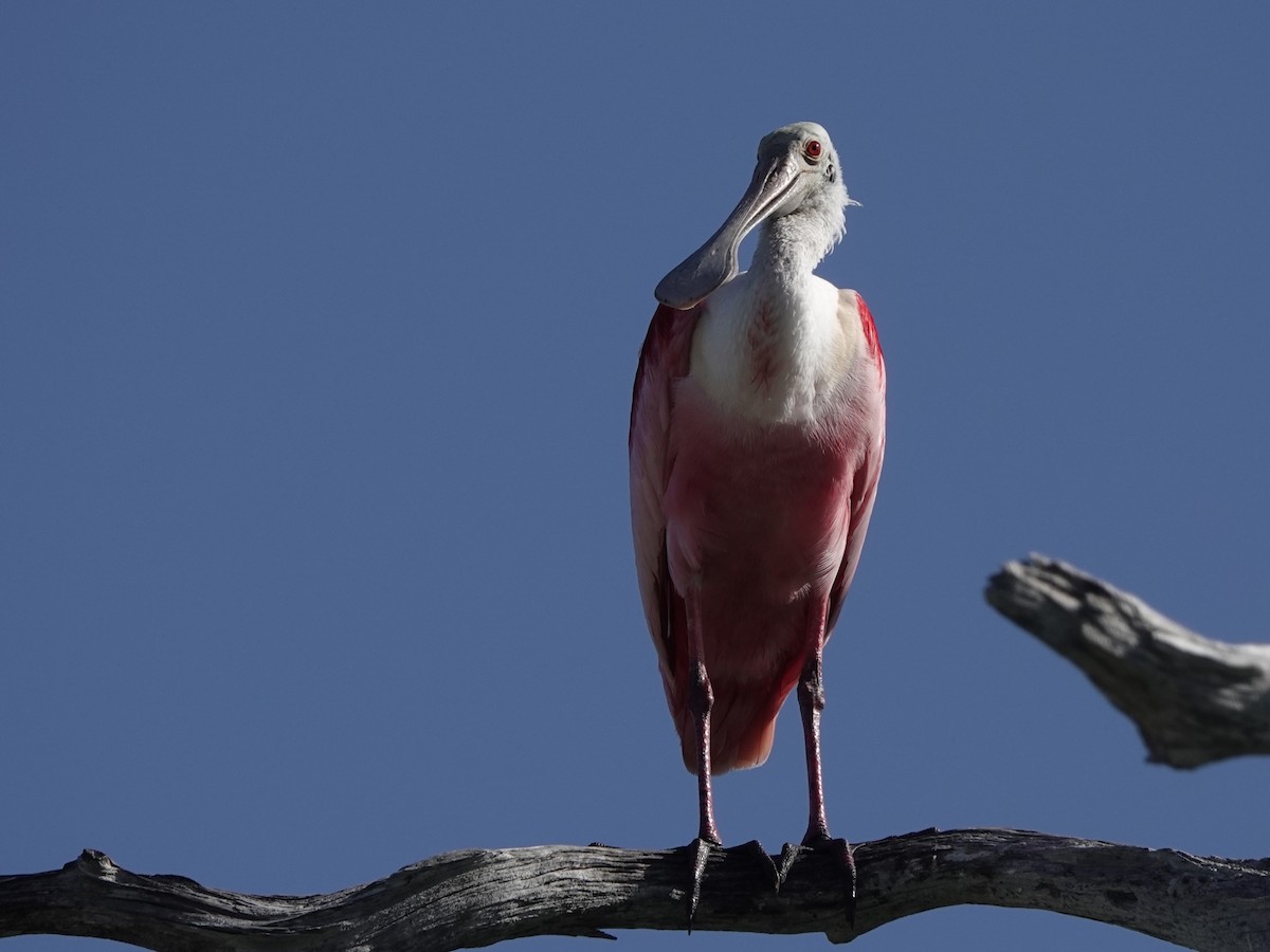 Roseate Spoonbill - Mike Blancher