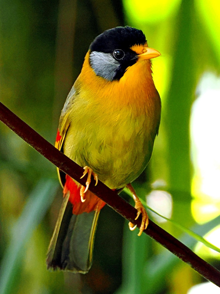 Silver-eared Mesia - ML620746201