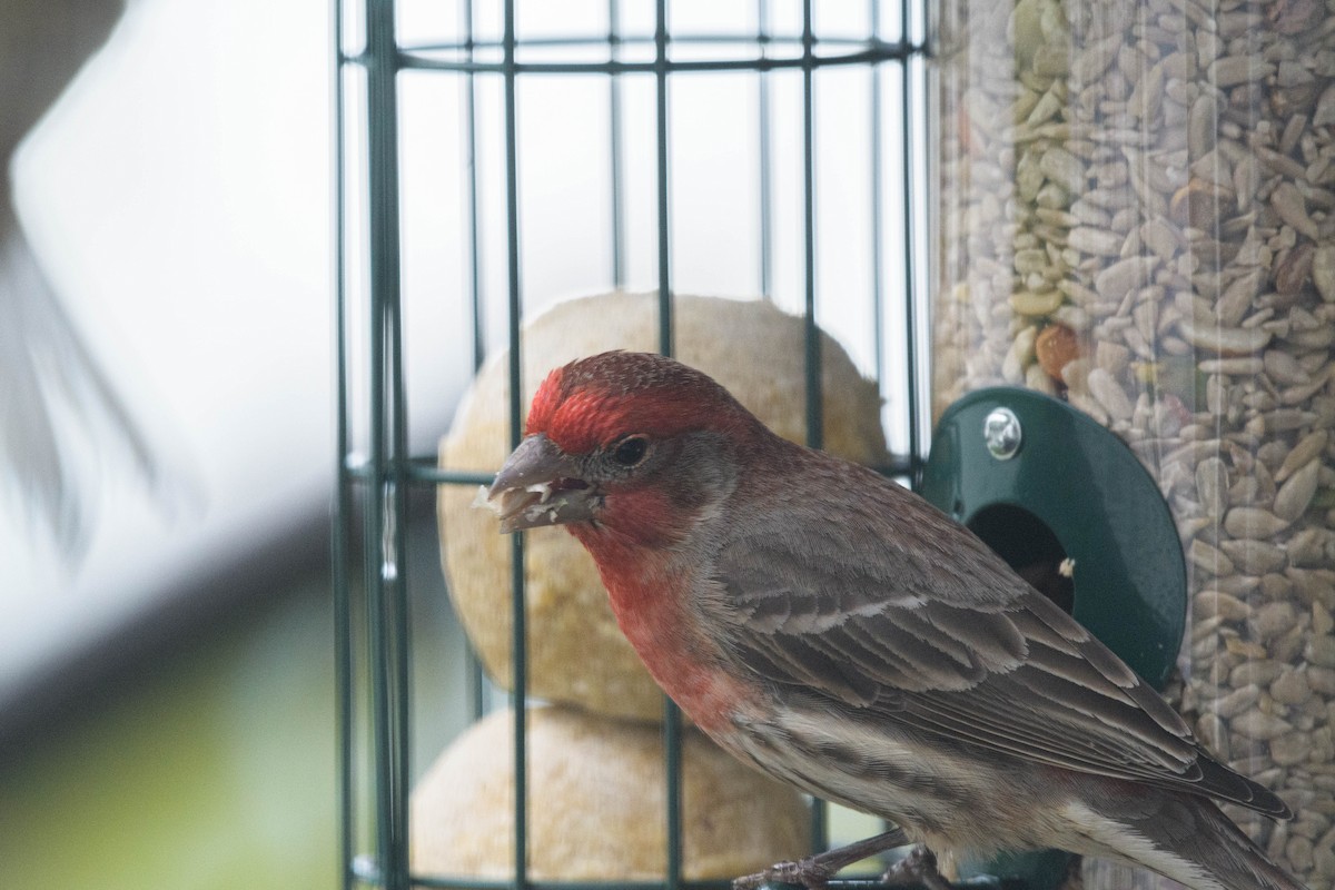 House Finch - ML620746207