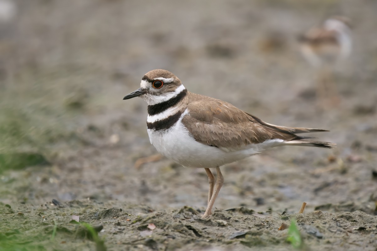 Killdeer - ML620746209